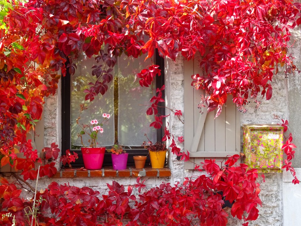 Flowering shutters shutters open