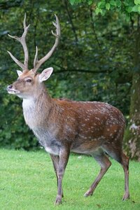 Mammal attention points