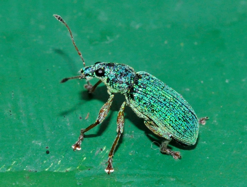 Polydrusus-formosus-04-fws