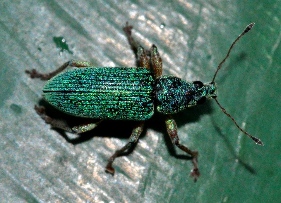 Polydrusus-formosus-01-fws
