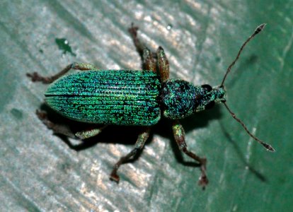 Polydrusus-formosus-01-fws