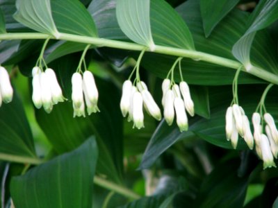 Polygonatum multiflorum 7789