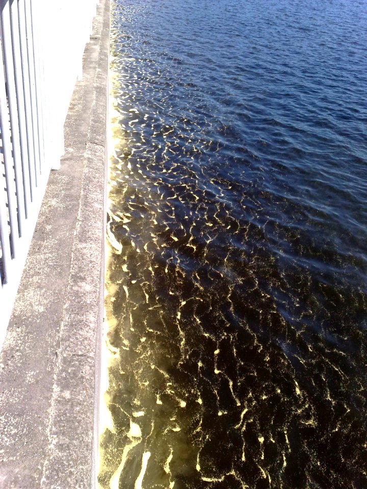 Pollen - Pyl - Flaje 3