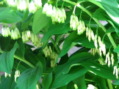 Polygonatum multiflorum 7778