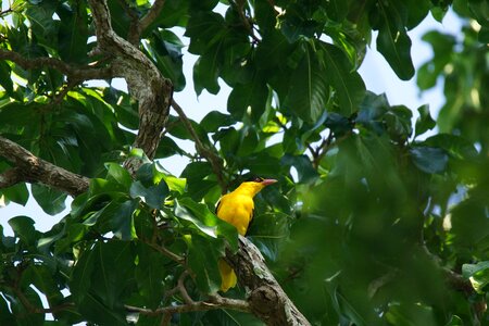 Bird orioles asia yellow