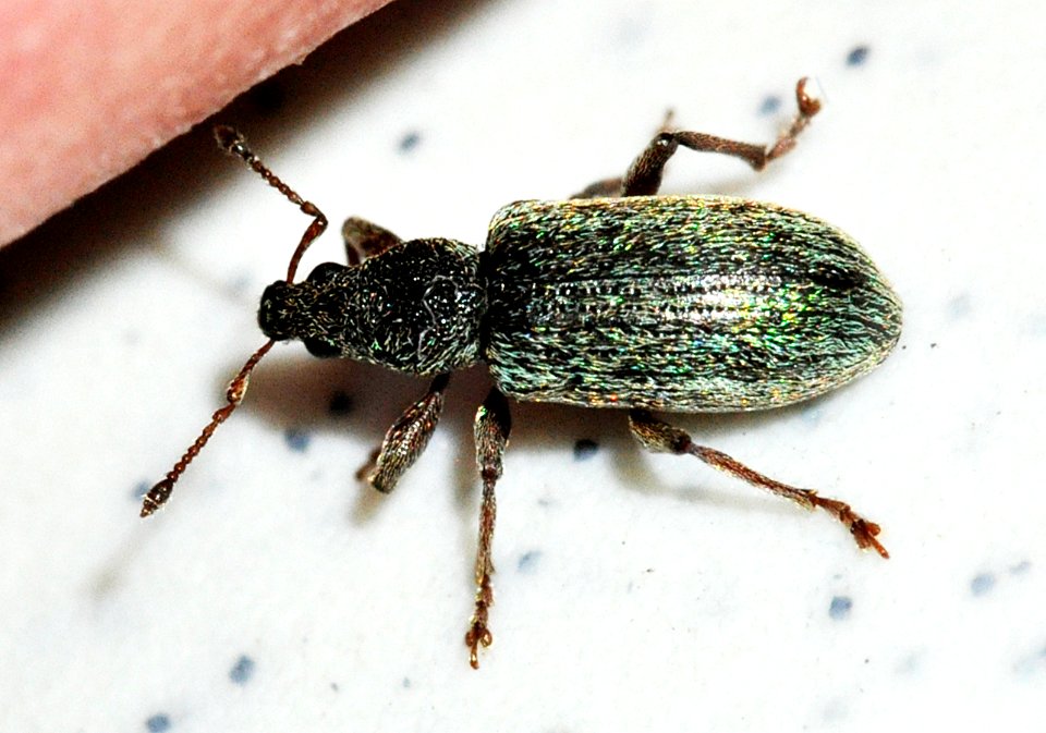 Polydrusus-aeratus-06-fws