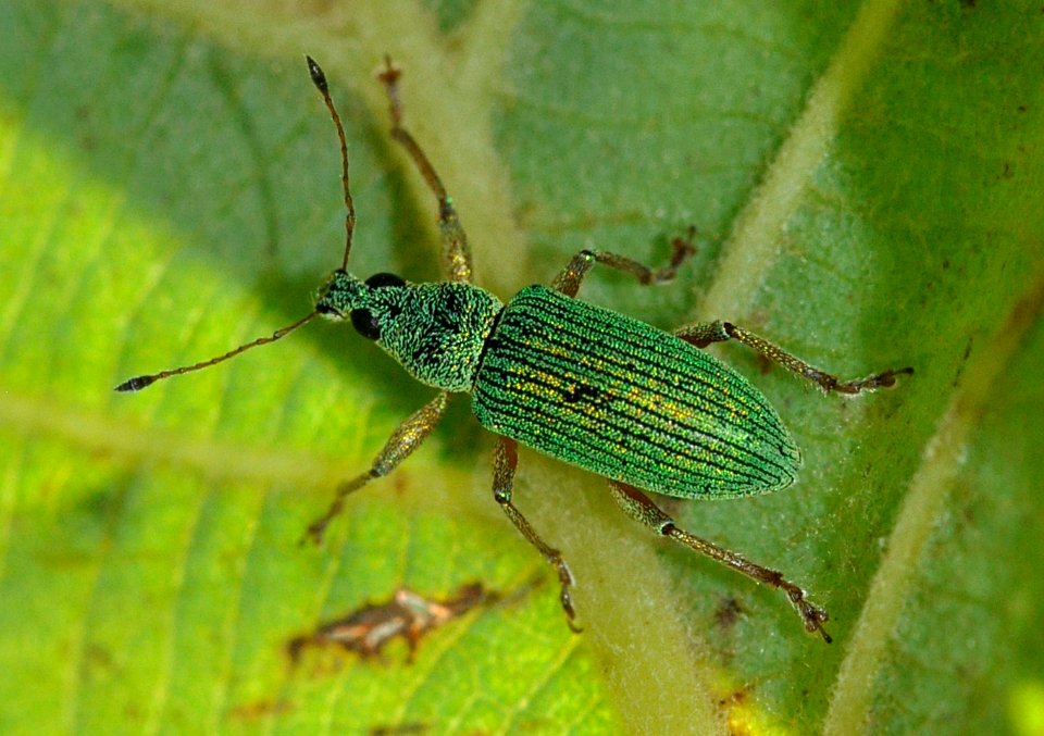 Polydrusus-formosus-05-fws