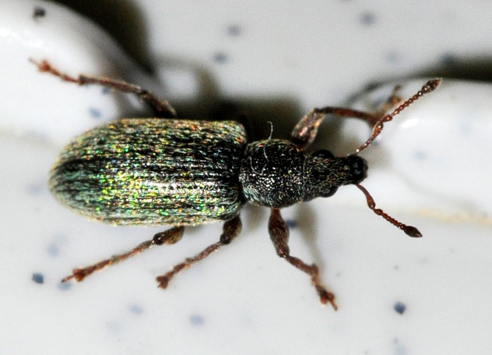 Polydrusus-aeratus-05-fws