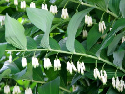 Polygonatum multiflorum 7788
