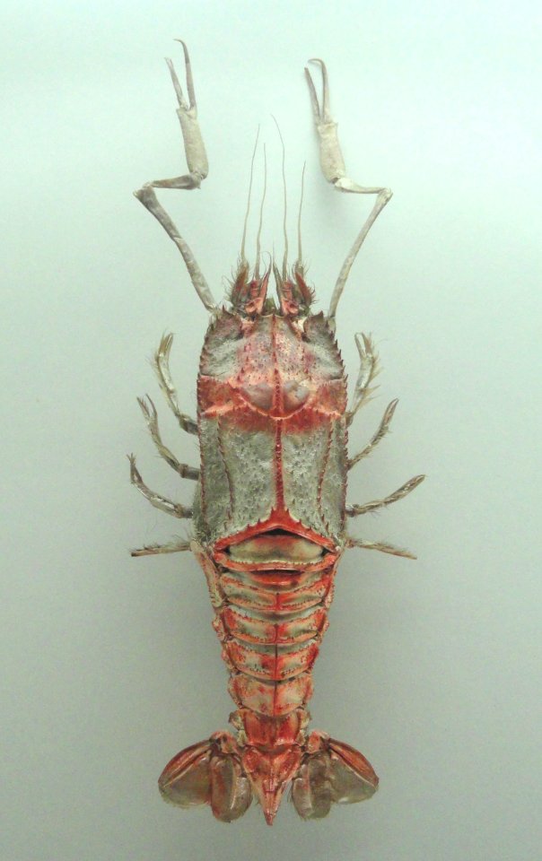 Polycheles typhlops - Naturmuseum Senckenberg - DSC02135