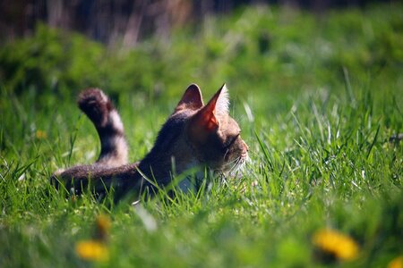 Tiger cat mackerel domestic cat