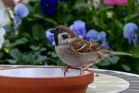 Passer domesticus foraging garden