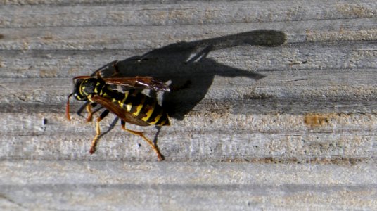 Polistes dominula - Gallische Feldwespe 2019a