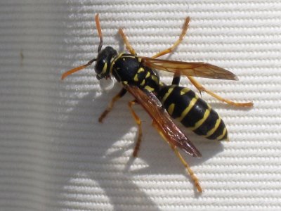 Polistes dominula (European paper wasp), Skala Kalloni, Lesbos, Greece