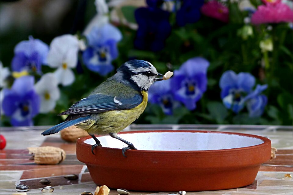 Cyanistes caeruleus foraging garden
