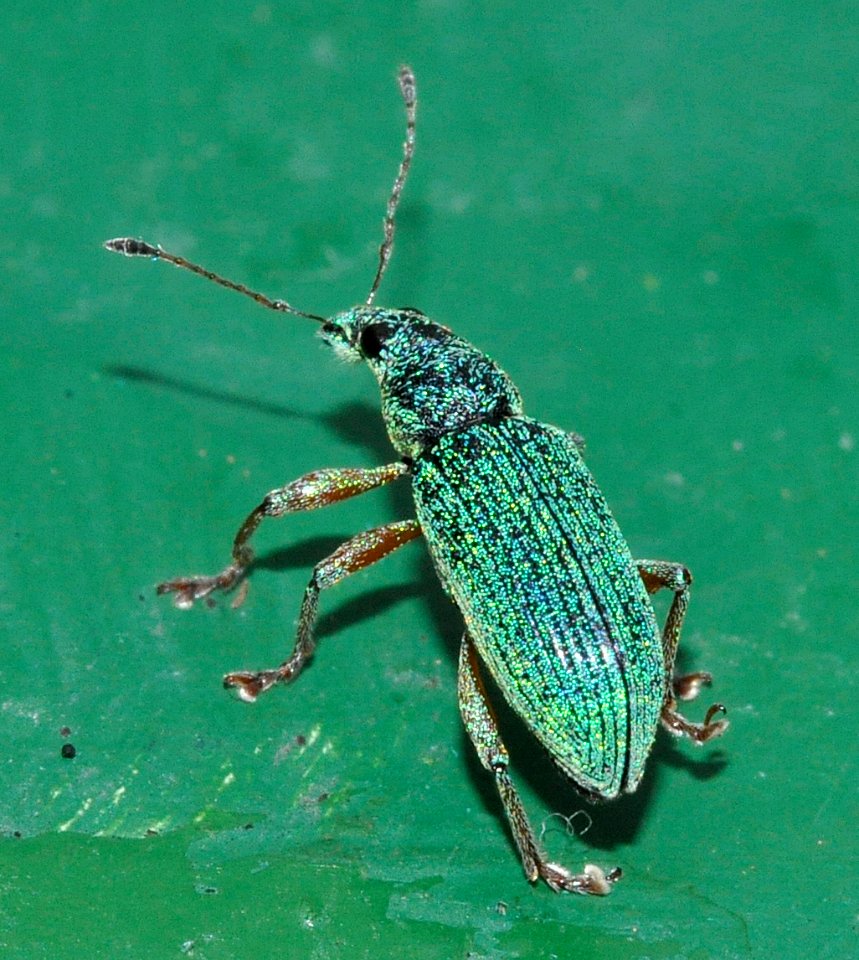 Polydrusus-formosus-03-fws