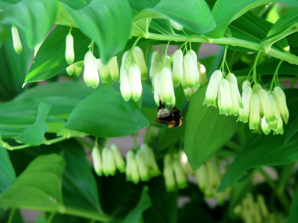 Polygonatum multiflorum 7781