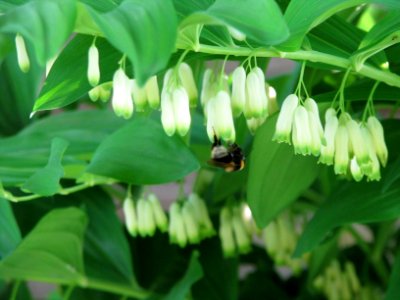 Polygonatum multiflorum 7781