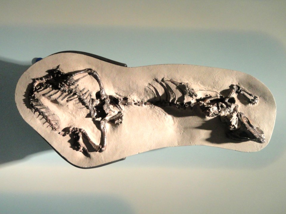 Polyglyphanodon sternbergi - AMNH - DSC06270