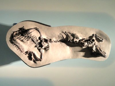 Polyglyphanodon sternbergi - AMNH - DSC06270