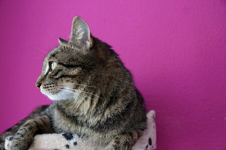 Mieze animal cat tree