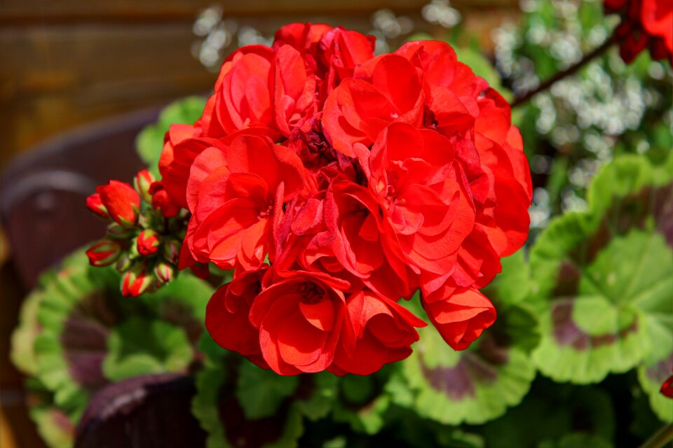 Garden blossom hdr