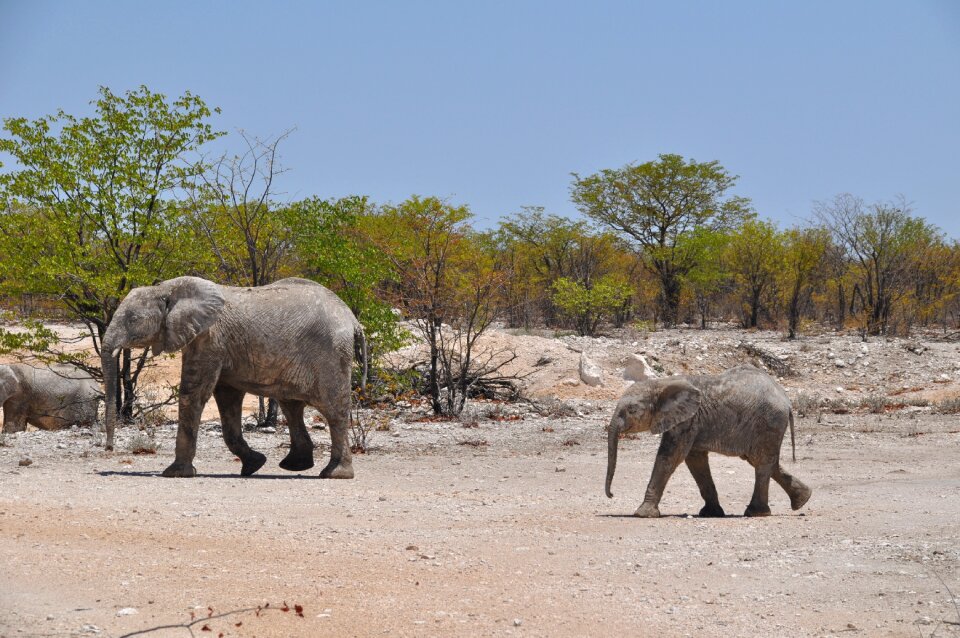 Travel jumbo elephant
