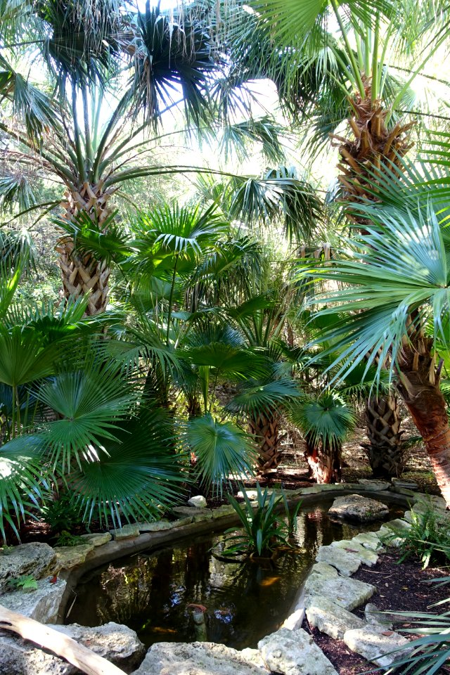 Pool - Hartman Prehistoric Garden - Zilker Botanical Garden - Austin, Texas - DSC08981