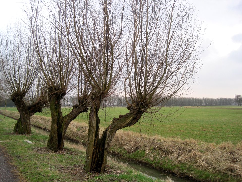 Pollard willows, Arnhem, the Netherlands