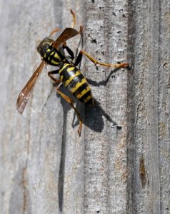 Polistes dominula - Gallische Feldwespe 2019c