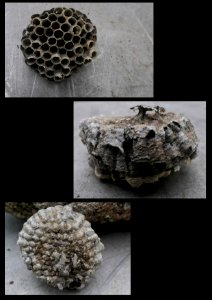Polistes dominula - Nest