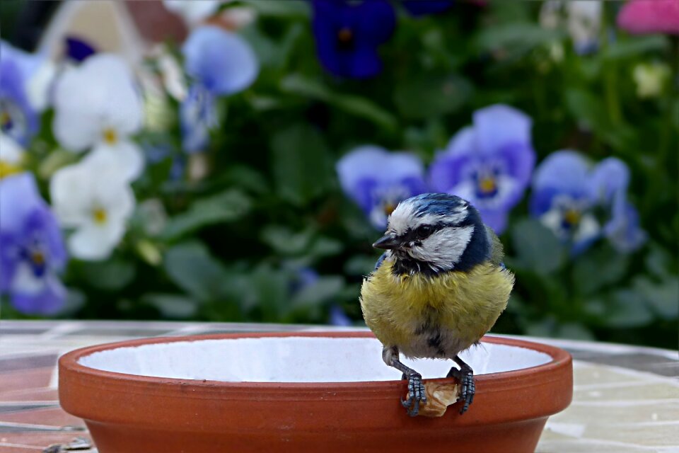 Young cyanistes caeruleus foraging