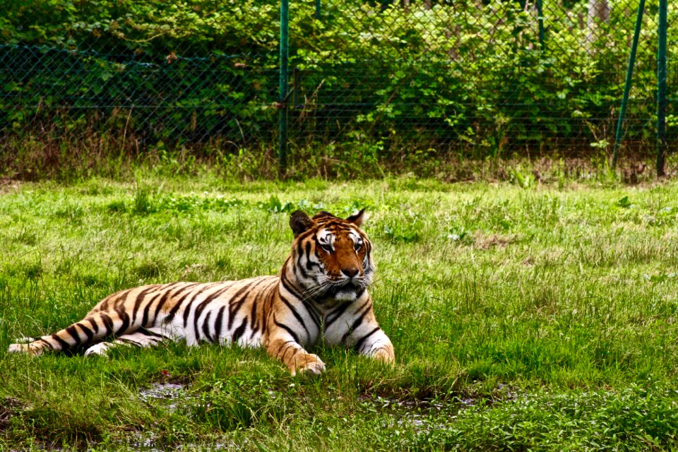 Safari animals carnivorous photo