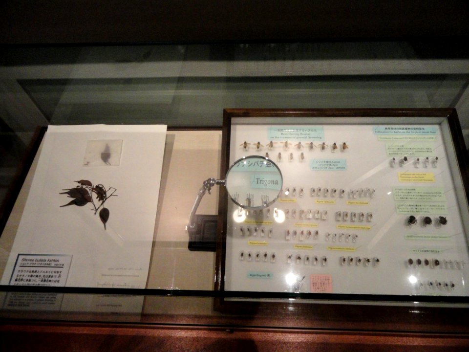 Pollinators - Kyoto University Museum - DSC06466