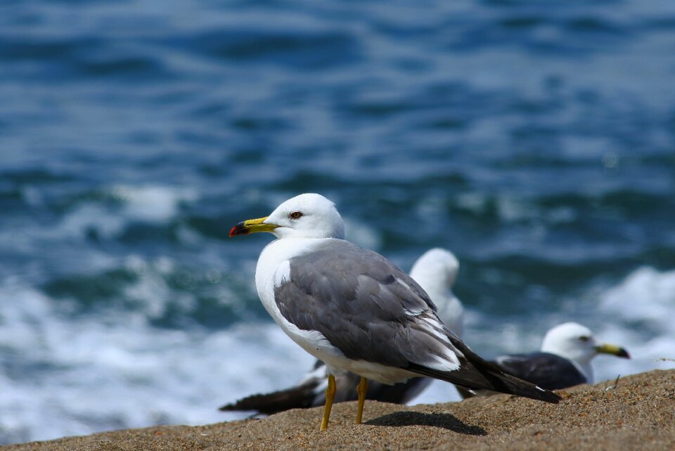 Wave seabird sea gull