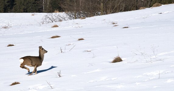 Nature animal winter