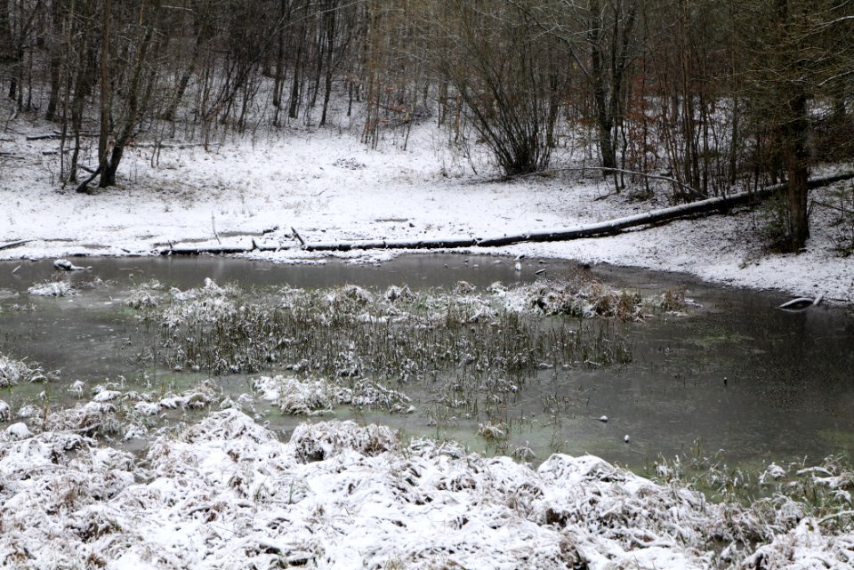 Pool at the Barssee und Pechsee nature reserve with snow 2021-01-03 04