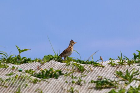 Grass little bird lark