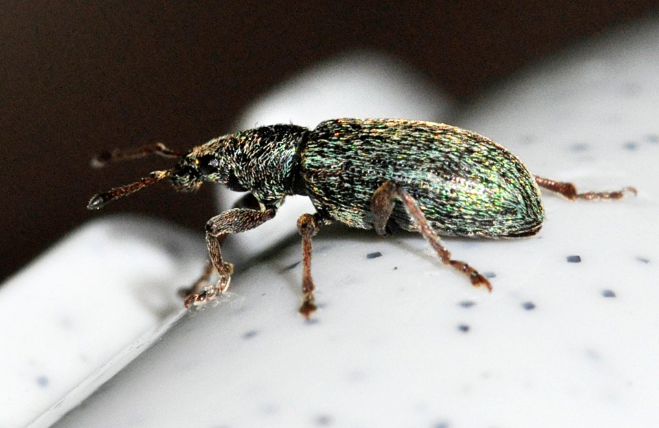 Polydrusus-aeratus-03-fws