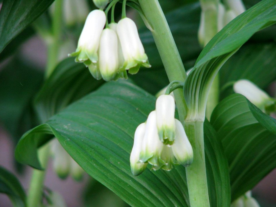 Polygonatum multiflorum 5892