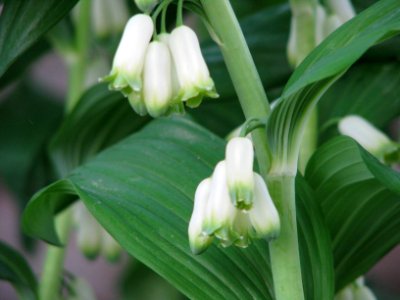 Polygonatum multiflorum 5892