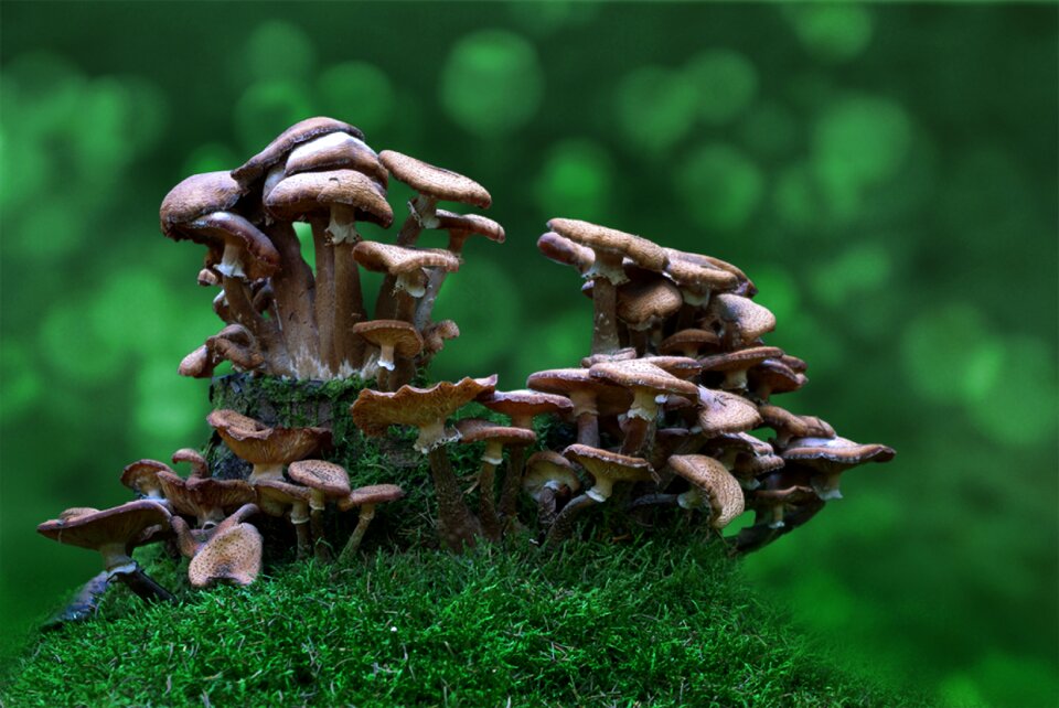 Mushroom picking nature autumn
