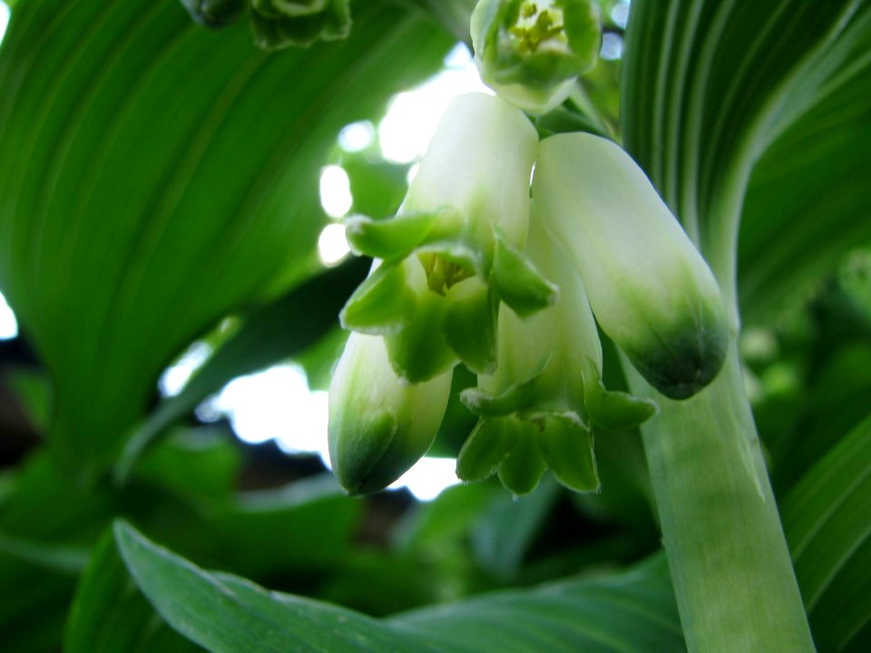 Polygonatum multiflorum 5893