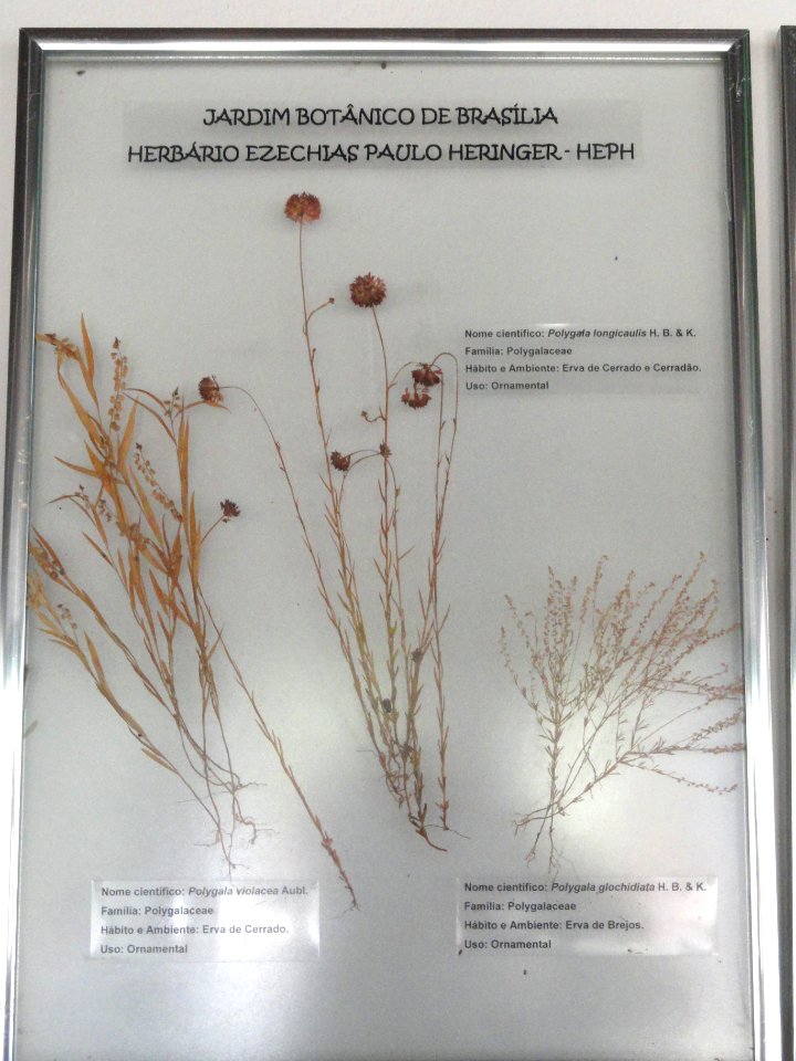 Polygala violacea + Polygala longicaulis + Polygala glochidiata - Herbário Ezechias Paulo Heringer - DSC09779