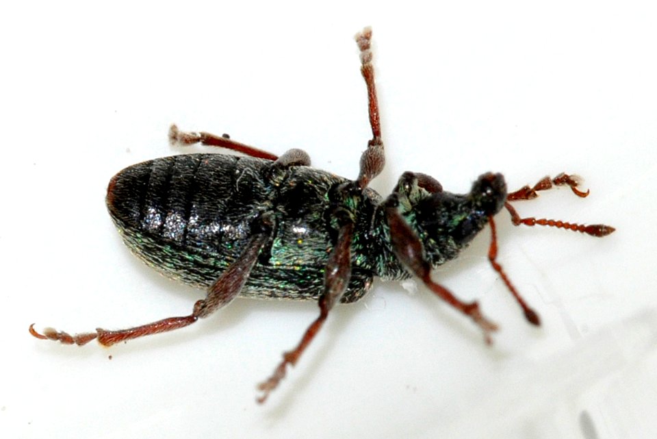 Polydrusus-aeratus-02-fws