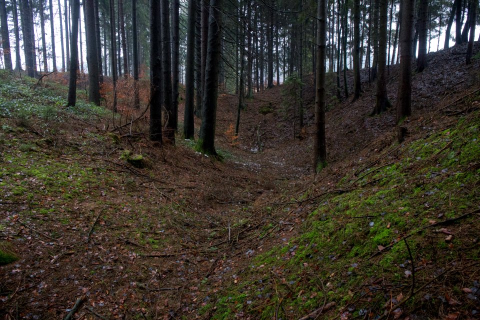 Ponordoline im Igelseeholz 005
