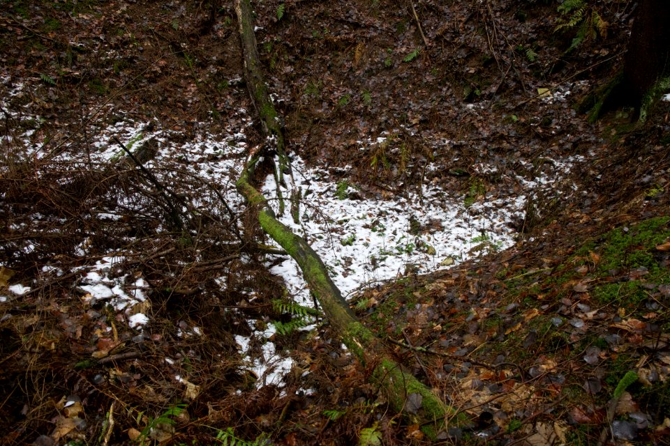 Ponordoline im Igelseeholz 004