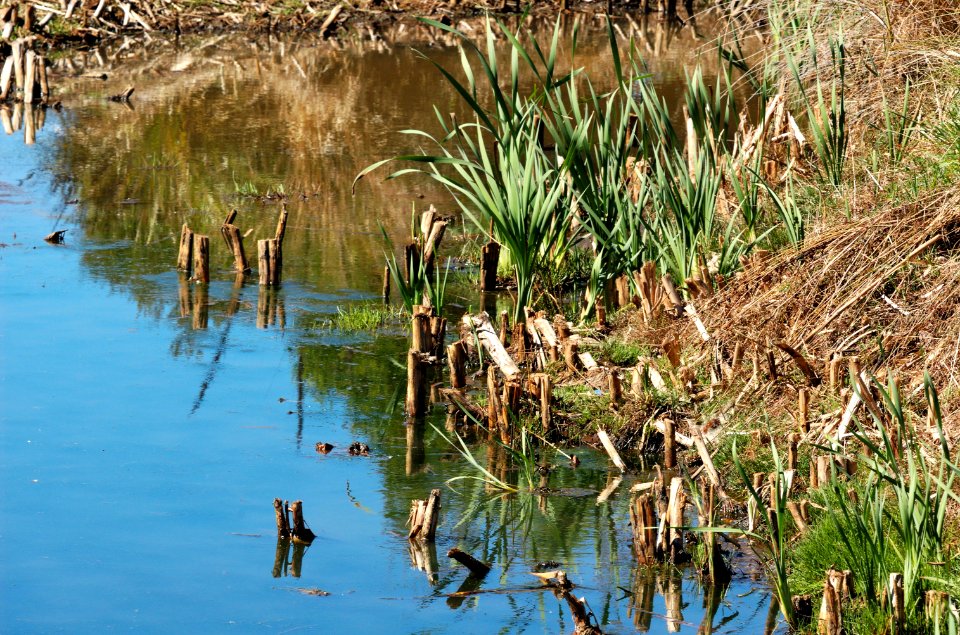 Pond-East-Devonport-20070325-006