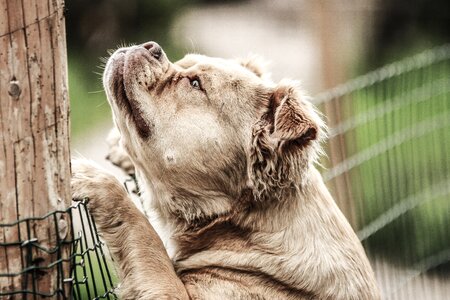 Fence garden dog photo