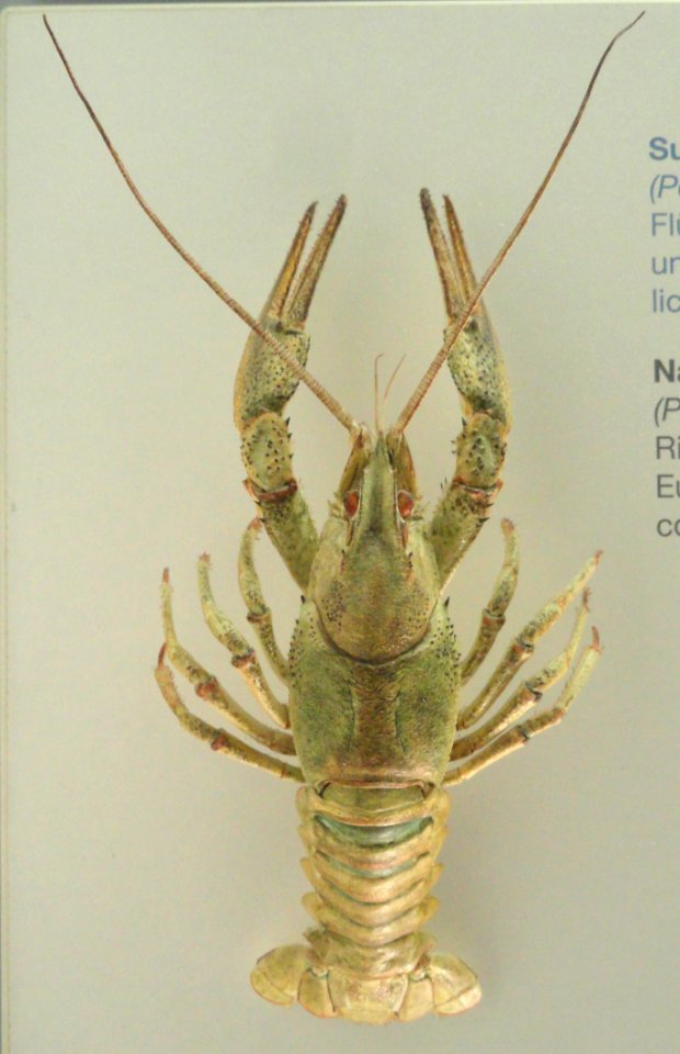 Pontastacus leptodactylus - Naturmuseum Senckenberg - DSC02134